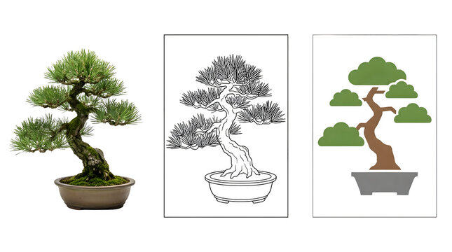 Japanese bonsai pine tree collection, miniature potted evergreen set, botanical illustration and flat vector icons on white background