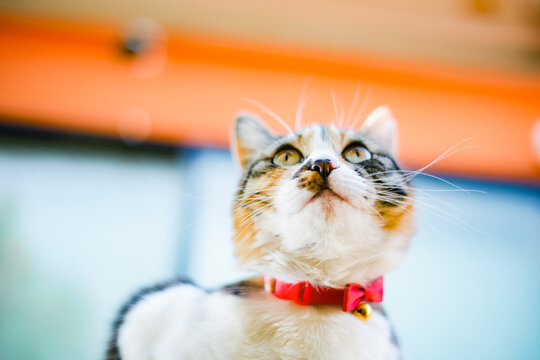 Cute Calico Cat Looking Up Close-Up Portrait with Red Collar