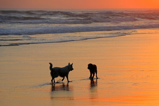 Silhouetted of two dogs running and playing on a scenic sandy beach at sunset