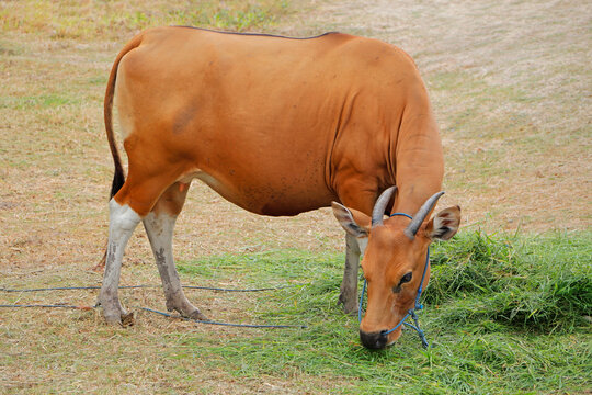 A feeding Bali cattle cow - domesticated wild cattle (Javan banteng) from Indonesia