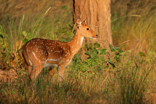 A female spotted deer or chital (Axis axis) in natural habitat, Kanha National Park, India