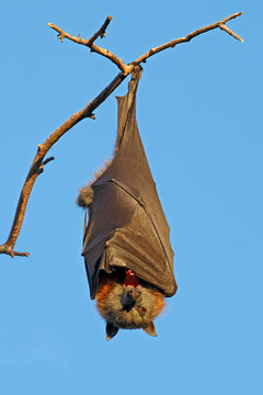 A grey-headed flying fox (Pteropus poliocephalus) hanging in a tree during the day, South Australia