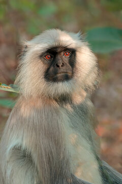 Portrait of a gray langur monkey (Semnopithecus entellus) in natural habitat, Kanha National Park, India