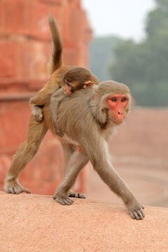 A rhesus macaque monkey (Macaca mulatta) with baby in urban environment, India