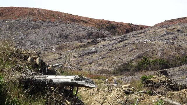 Clear cut forestry site showing devastated deforested landscape and environmental destruction.