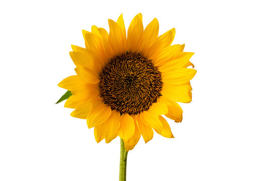 Sunflower blossom, front view, bright yellow petals and dark center flower isolated on a transparent background