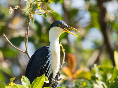 Pied heron calling while perched among green foliage
