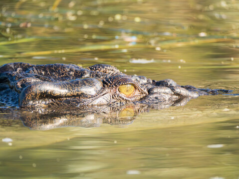 Saltwater Crocodile in the Lower Ord River, Western Australia