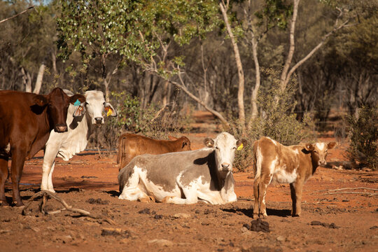 Cows and calves relaxing in front of mulga and box trees
