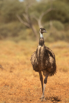 Emu in the bush, walking towards the viewer
