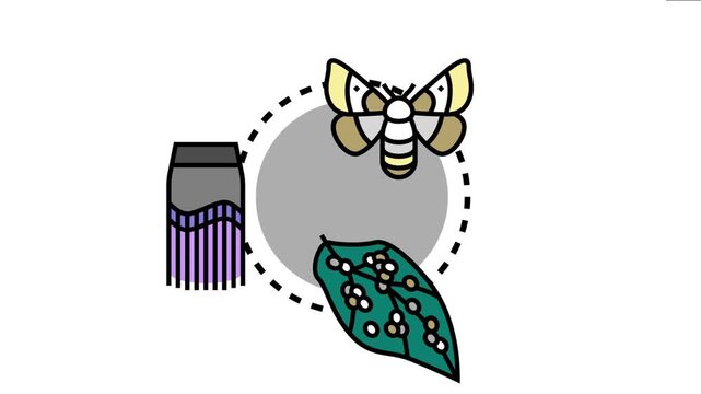 Insect life cycle concept stages of development, including eggs on a leaf, a chrysalis, and the adult moth, symbolizing evolution and metamorphosis