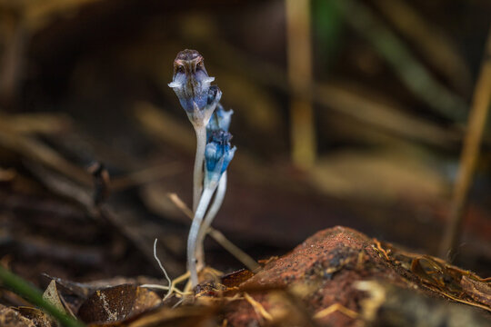 Thismia angustimitra, A new species of plant has been discovered in the world.