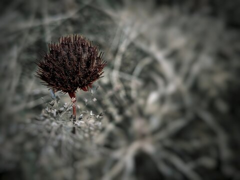 Close up macro view of a dark maroon spiky dried flower seed head with selective color effect against a desaturated black and white blurred background for nature design