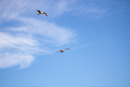 birds in the sky