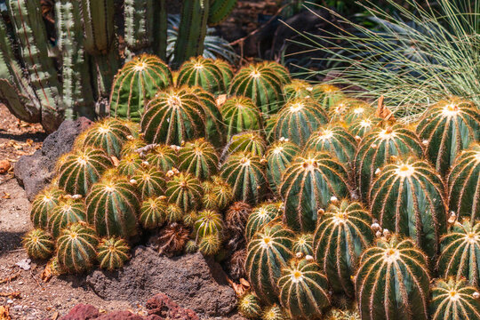 Parodia magnifica, balloon cactus or ball cactus