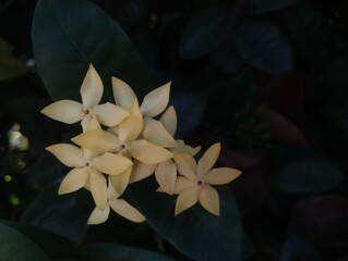 Stunning close-up of vibrant yellow Ixora flowers in full bloom. The clustered blossoms are surrounded by dark green leaves under natural sunlight, capturing the detailed texture and intricate beauty  © yulia