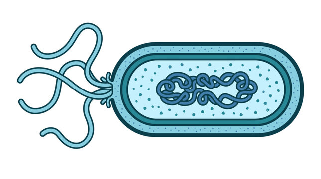 Anatomy of blue prokaryotic bacterium with flagella.