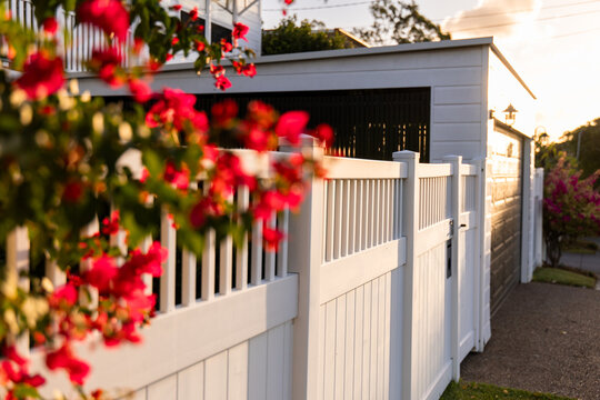 Close‑up of vibrant pink bougainvillea flowers basking in warm sunlight over white picket fence