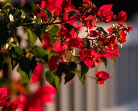 Close‑up of vibrant pink bougainvillea flowers basking in warm sunlight