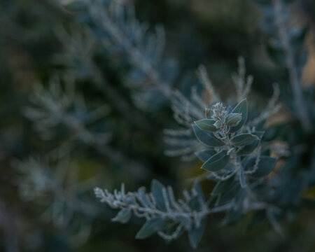 Close-up of  a native Australian Queensland Silver Wattle