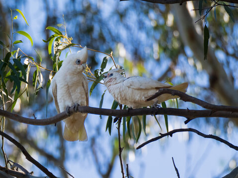 Two little corellas perched on the branch of a tree