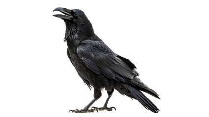 Black crow raven bird standing side view isolated on transparent background © Olga
