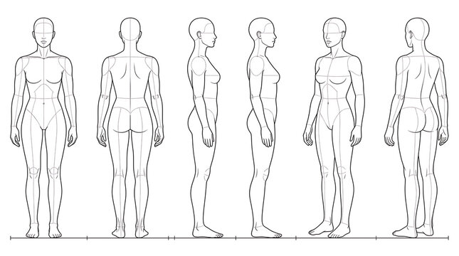 Anatomical female body outline illustrations showcasing front and side profiles in a professional design for medical or artistic