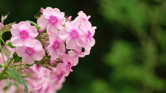Close-up of delicate pink phlox flowers in the garden.