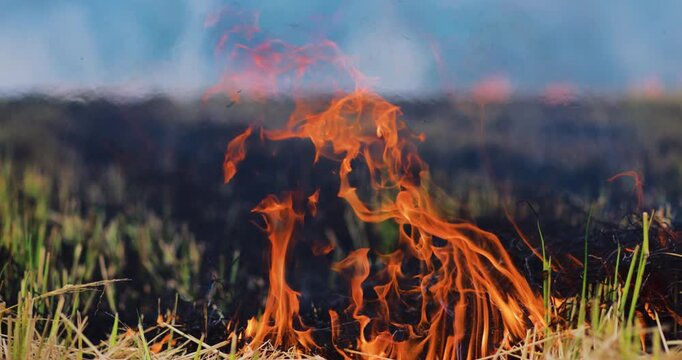 Flames burning dry straw and crop residue in an agricultural field, thick smoke and illustrating open burning, air pollution and environmental impact