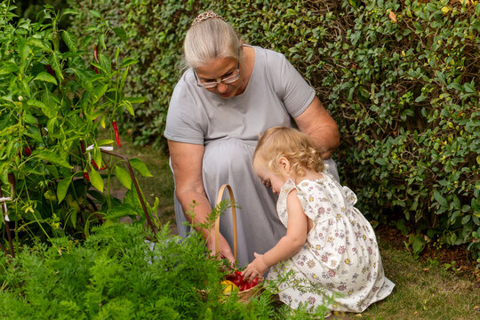 Grandmother And Granddaughter Filling Basket With Fresh Vegetables