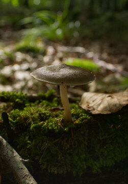 Single wild mushroom growing on a mossy log on the forest floor in soft natural sunlight