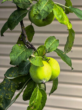 Three Green Apples Growing on Leafy Tree Branch