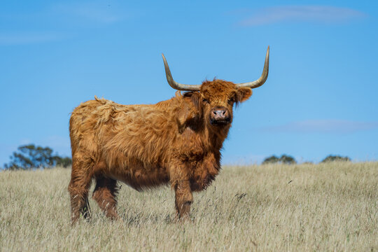 Highland cow standing in a sunlit grass field