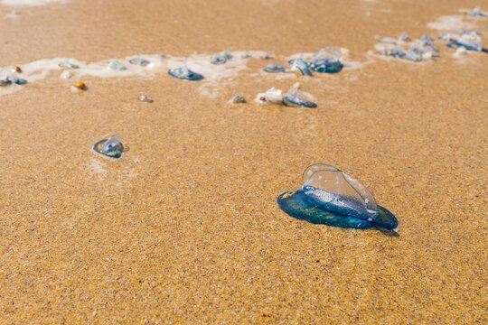 Bluebottle jellyfish washed ashore across golden sandy beach after high tide