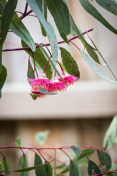 Pink eucalyptus blossom hanging gracefully from a slender branch