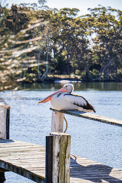 Pelican perched on a jetty