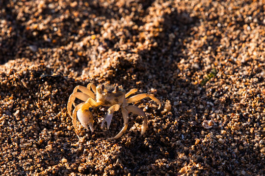 little ghost crab on the sand in late afternoon light