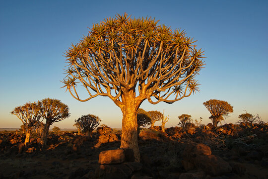 K&ouml;cherb&auml;ume im Quiver Tree Forest in Namibia