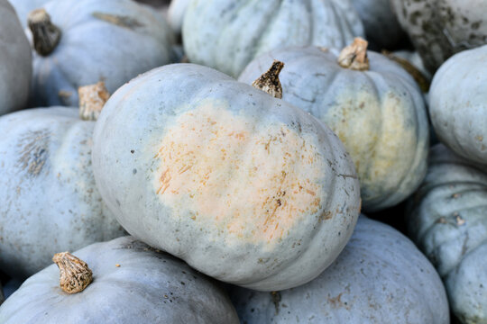 Sweet Meat Winter Squashes with pale bluish skin