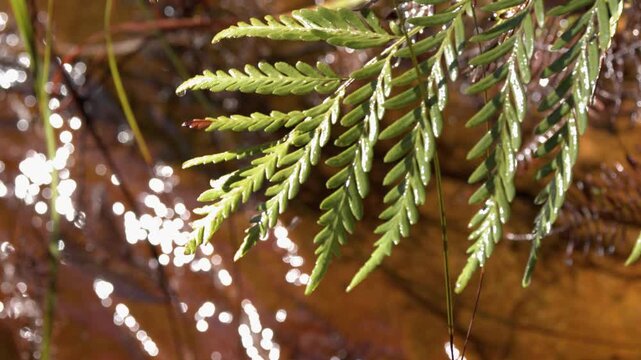 Green Fern Frond Over Sparkling Creek Water in Blue Mountains