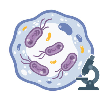 Microbes Under The Microscope