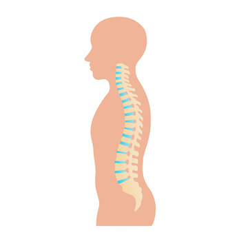 Human Spine Illustration