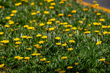 Fototapeta premium Yellow flowers bloom densely across green ground