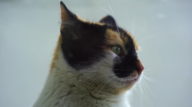 Close up video of calico cat with green eyes and distinctive black and orange fur patches on white background.