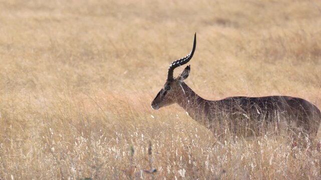 a slow motion tracking clip of a black-faced impala walking in long grass at etosha national park in namibia, africa