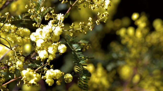 Yellow Wattle Blossom Acacia Flowers Swaying in the Wind