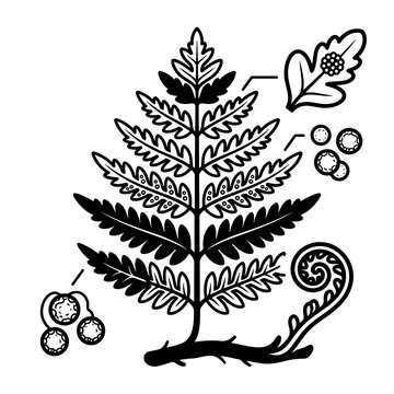 Detailed Illustration of a Fern Plant Anatomy and Life Cycle.