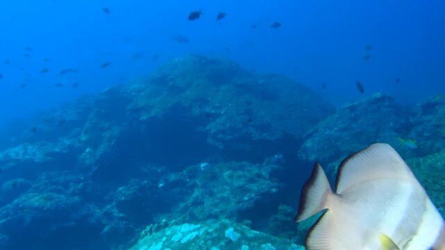 A beautiful underwater scene featuring large silver bat fish swimming gracefully above a rocky seabed in clear blue water, surrounded by smaller fish and a peaceful marine environment.