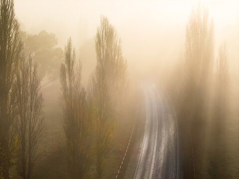 Poplar trees lines both sides of a country road shrouded in dense morning fog