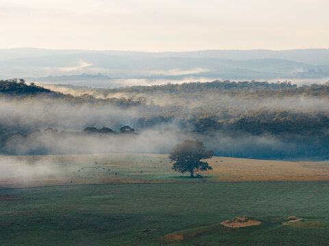 Lone tree standing in misty valley at sunrise with layered forest hills